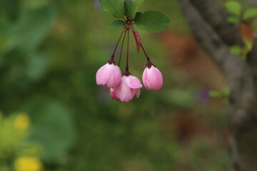 flower, pink, nature, spring, blossom, plant, garden, flowers, bloom, tree, summer, purple, macro, flora, apple, beauty, magnolia, closeup, beautiful, branch, petal, leaf, flowering, blooming, white