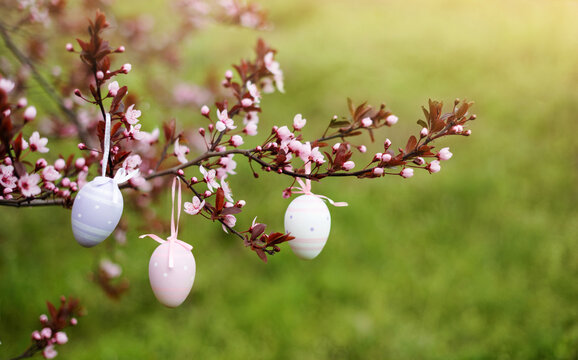 Colorful easter eggs on blooming branch of tree outdoor in park or garden. Spring green meadow on background