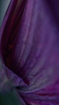 Emerging Floral Glow