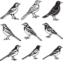 Line art vector illustration bird set image 
