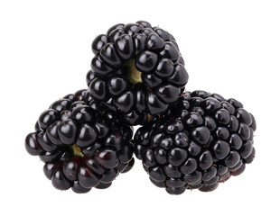 Blackberry isolated, transparent PNG, PNG format, cut out