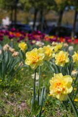 flower, nature, spring, flowers, garden, yellow, plant, orange, summer, field, blossom, flora, bloom, beauty, meadow, narcissus, floral, petal, tulip, daffodils, marigold, daisy, bright, grass, red