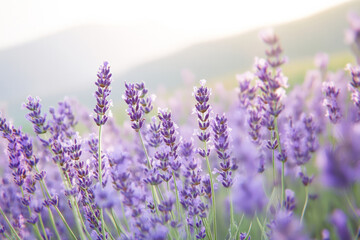 Naklejka premium Illustration of a field of lavender in full bloom, with the soft purple flowers stretching as far as the eye can see, and a calm breeze rustling through. The scene conveys peacefulness and the
