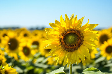 A sun drenched sunflower field stretching endlessly toward the horizon, with bees buzzing around the towering golden blooms. The clear blue sky creates a perfect contrast to the warm tones of the
