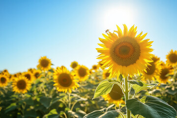 A sun drenched sunflower field stretching endlessly toward the horizon, with bees buzzing around the towering golden blooms. The clear blue sky creates a perfect contrast to the warm tones of the