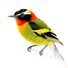 Obraz premium blue tit on a branch