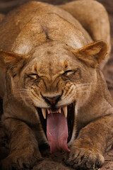 A lioness showing her teeth and growling, showcasing her fierce expression.