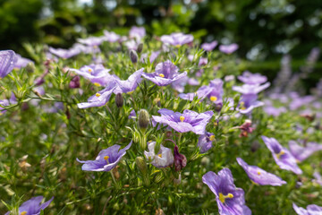 ニーレンベルギアの花