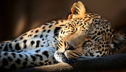 Obraz premium Sleeping Leopard Curled Up in Soft Light, Its Spotted Fur Glowing Gently