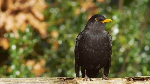 Blackbird vigilant and watching on a fence in winter.  Sunny