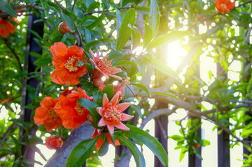 Sunlight gently filtering through pomegranate tree branches with vibrant orange flowers