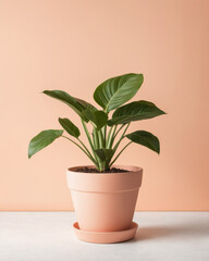 Obraz premium Plant pot in studio room with white background, featuring vibrant leaves.