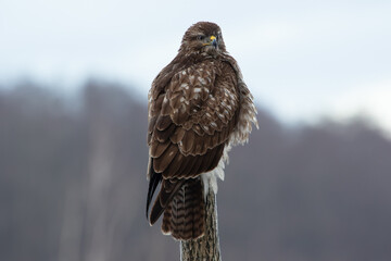 A beautiful bird of prey sitting on a pole