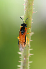 Argid sawfly climbing a thorny stem in a green meadow