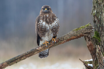 A buzzard sitting on a broken branch looking into the camera