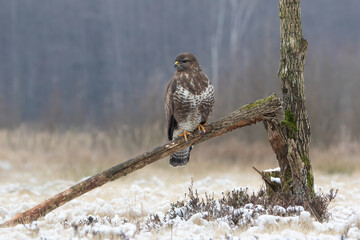 A buzzard looking for prey