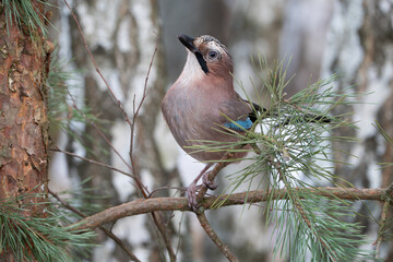 A jay sitting on a pine branch