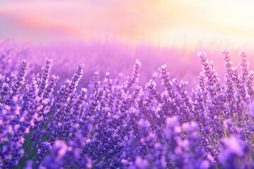 Illustration of a field of lavender in full bloom, with the soft purple flowers stretching as far as the eye can see, and a calm breeze rustling through. The scene conveys peacefulness and the