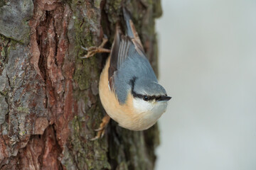 A nuthatch descending headfirst down a pine trunk