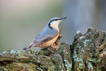 A nuthatch on a rotten branch in warm colors