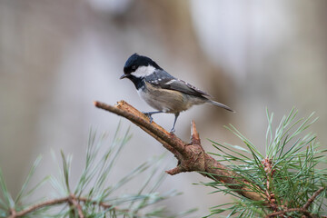 A pine tit on a broken pine twig