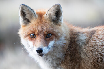 Fototapeta premium A fox looking at the camera from very close