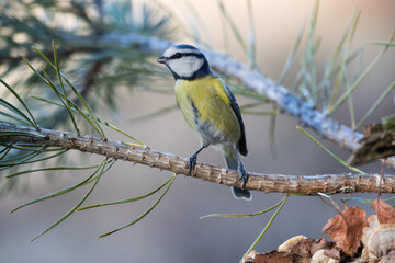Fototapeta premium A blue-headed tit on a pine branch