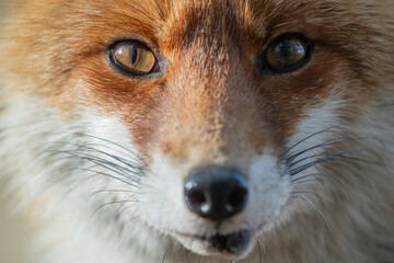 A fox looking at the camera from a very close distance