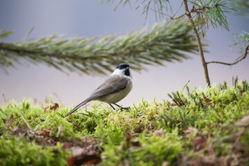 A small bird with a black head on the wing