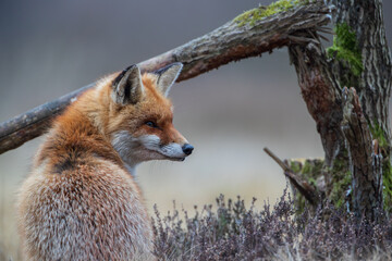 A fox sitting next to a stump in the dry heather