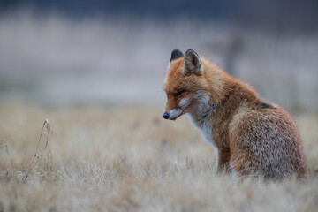 A snoozing fox sitting in a meadow