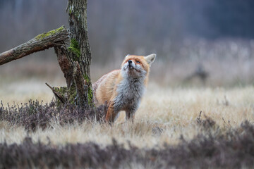 Fox looking at the top of a tree stump