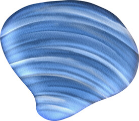 watercolor clam