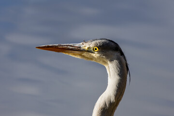 Grey Heron, Ardea cinerea, hunting in the lake. Closeup. Head photo. Highlands, Scotland. Not AI