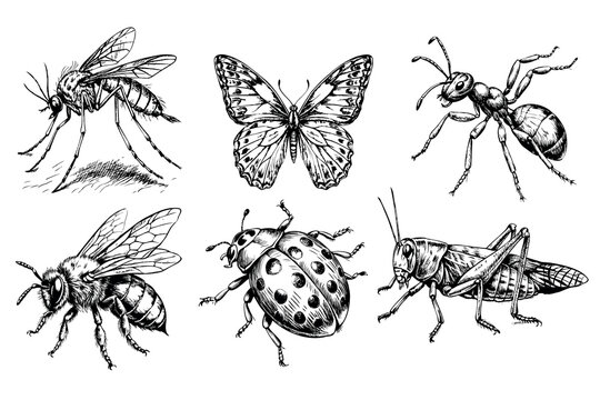 A black and white drawing of six insects