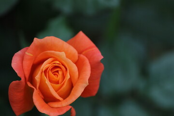 Rose with orange petals against a background of green leaves