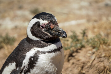 Fototapeta premium Close up portrait of Magellanic penguin. Background with copy space