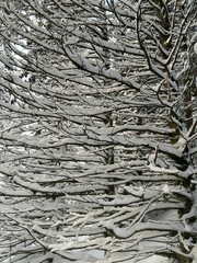 Snow branches