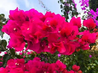 flowers in the garden