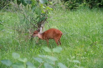 deer in the grass
