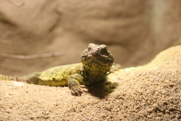lizard on the rock
