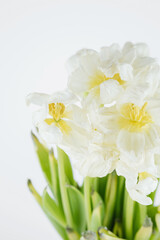 White dried tulip flowers close up