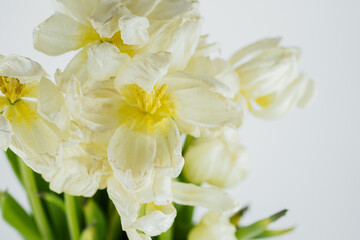White dried tulip flowers close up