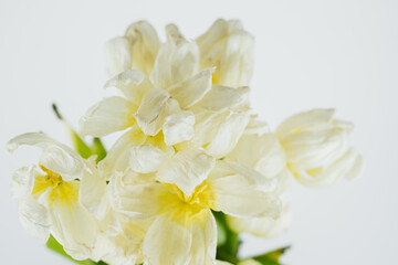 Obraz premium White dried tulip flowers close up