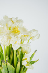 White dried tulip flowers close up