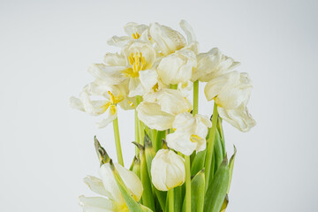 White dried tulip flowers close up