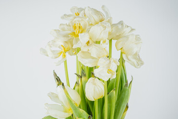 White dried tulip flowers close up
