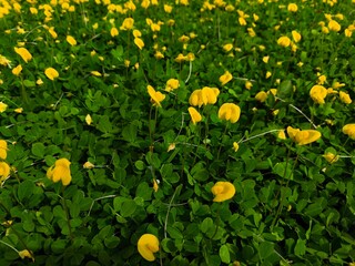 yellow flowers on green grass