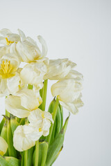 White dried tulip flowers close up