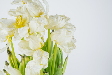 White dried tulip flowers close up